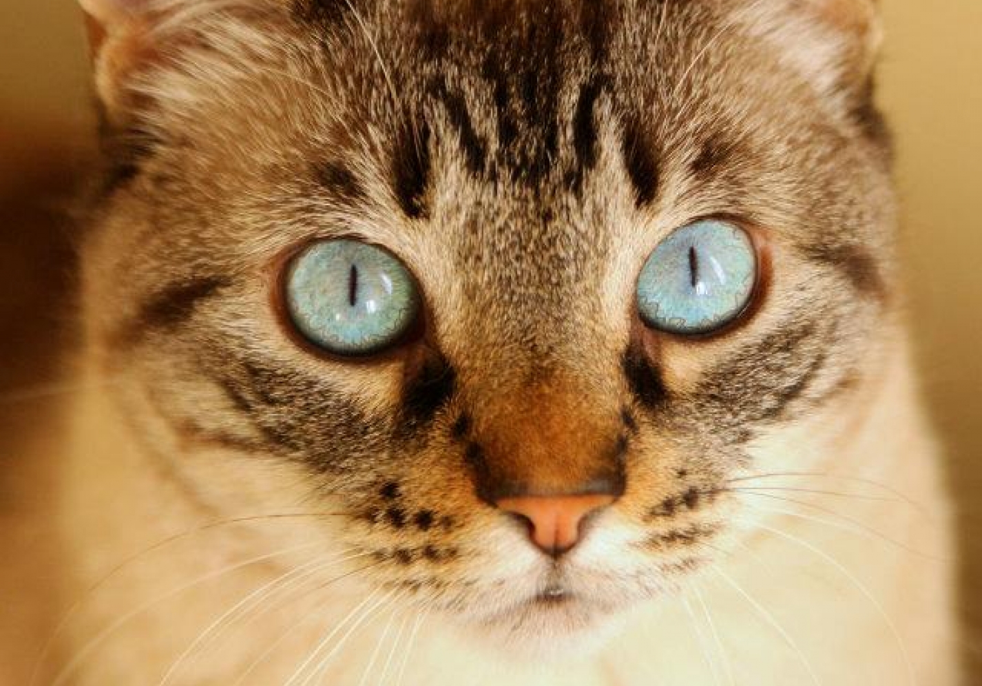 Propagační banner - Slider item 4 image - Tenhle posuvník propaguje naše nejnovější nabídky 